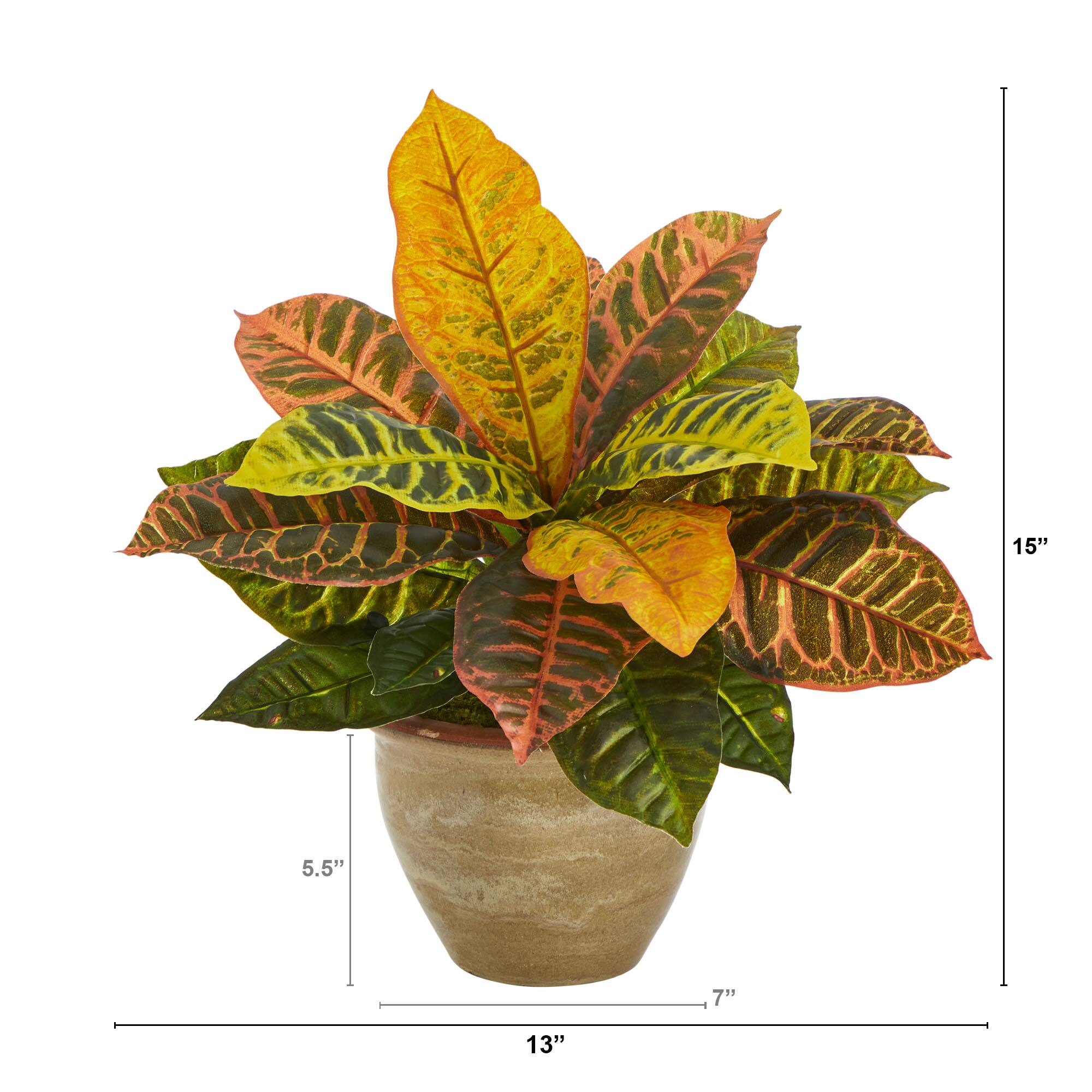 15" Garden Croton Plant in Ceramic Planter